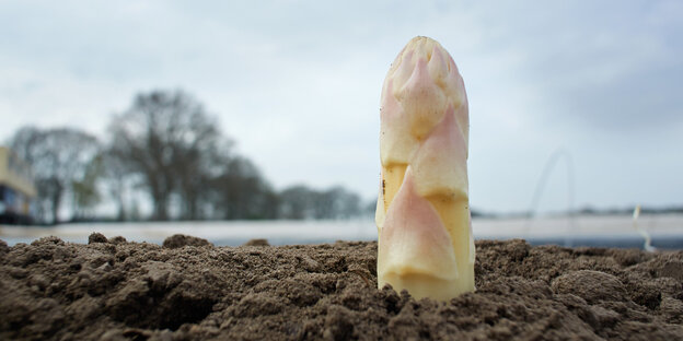 Ein Spargelkopf ragt aus einem Feld Ein Spargelkopf ragt aus einem Feld