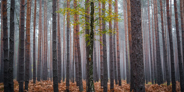 Eine Birke steht einsam in einem Wald Eine Birke steht einsam in einem Wald