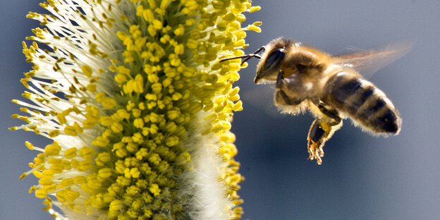 Eine Biene fliegt auf eine Blume zu Eine Biene fliegt auf eine Blume zu