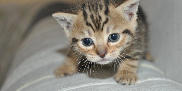 junge Katze mit großen Augen junge Katze mit großen Augen