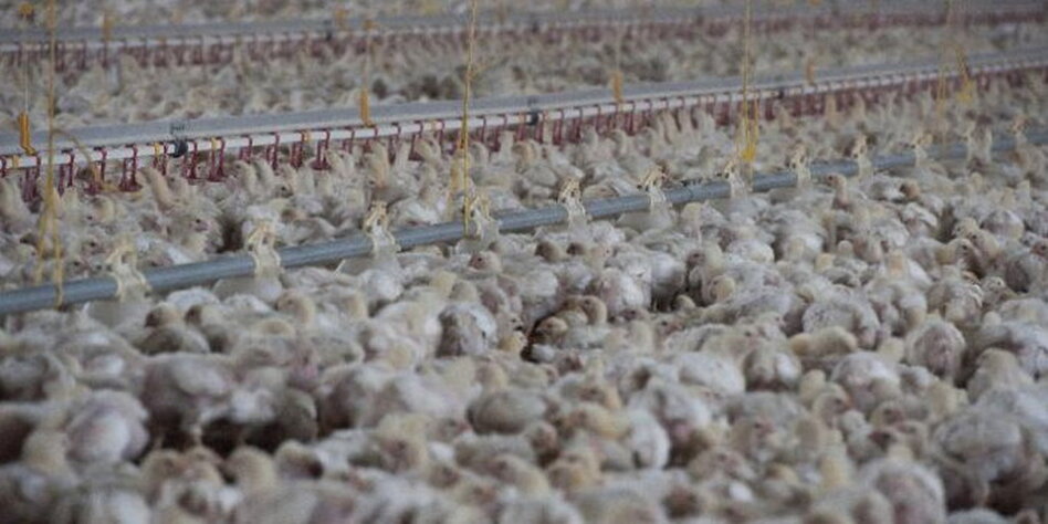 Siegel für nachhaltige Tierhaltung: Neue Aufkleber für Siegel für nachhaltige Tierhaltung: Neue Aufkleber für