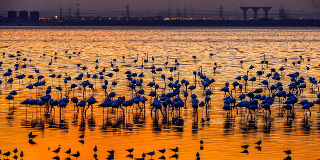 Die Umrisse von Flamingos bei Sonnenuntergang vor der Silhouette von Kuwait City Die Umrisse von Flamingos bei Sonnenuntergang vor der Silhouette von Kuwait City