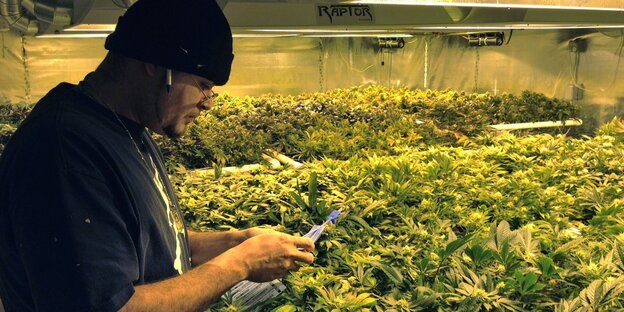 Anbau von Cannabis in den USA Anbau von Cannabis in den USA