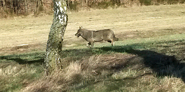 Foto eines wildlebenden Wolfs Foto eines wildlebenden Wolfs