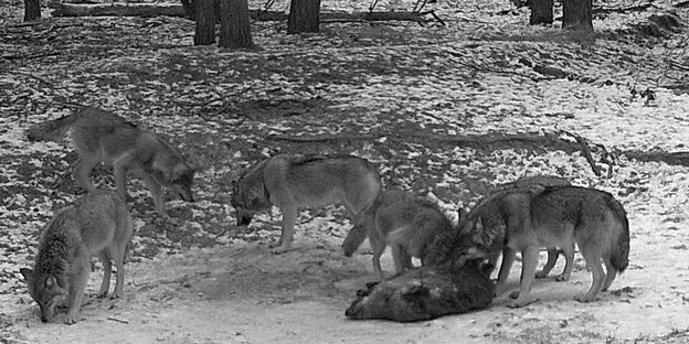 Wölfe haben ein Wildschwein gerissen Wölfe haben ein Wildschwein gerissen