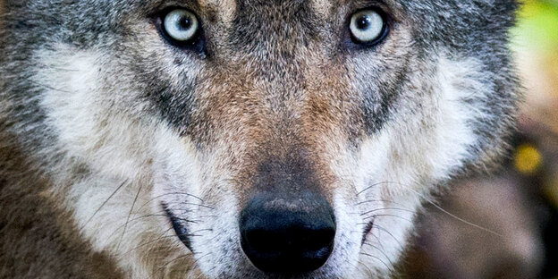 Ein Wolf schaut Dich an Ein Wolf schaut Dich an