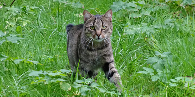 Eine getigerte Katze auf einer grünen Wiese