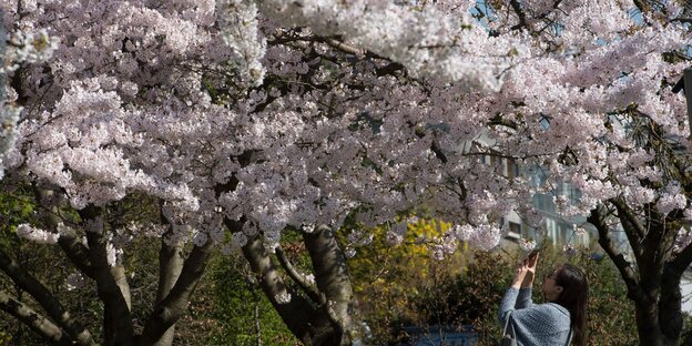 Baum mit Blüten Baum mit Blüten