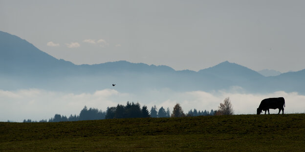 Alpenpanorama mit grasender Kuh