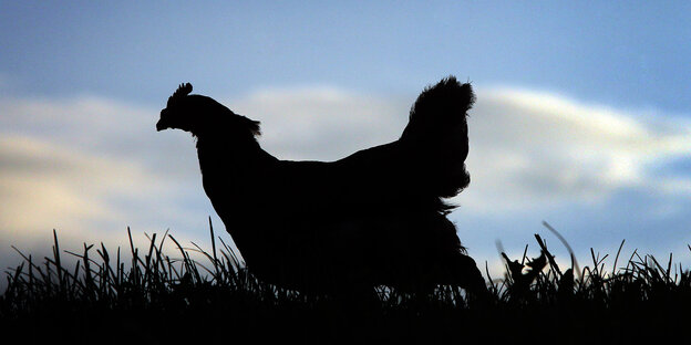 Ein Huhn läuft durch das Gras, im Hintergrund blauer Himmel mit einigen Wolken Ein Huhn läuft durch das Gras, im Hintergrund blauer Himmel mit einigen Wolken