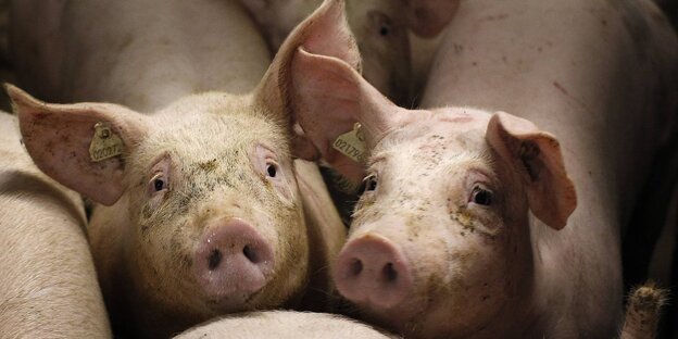 Zwei Schweine schauen in die Kamera, um sie herum stehen weitere Schweine Zwei Schweine schauen in die Kamera, um sie herum stehen weitere Schweine