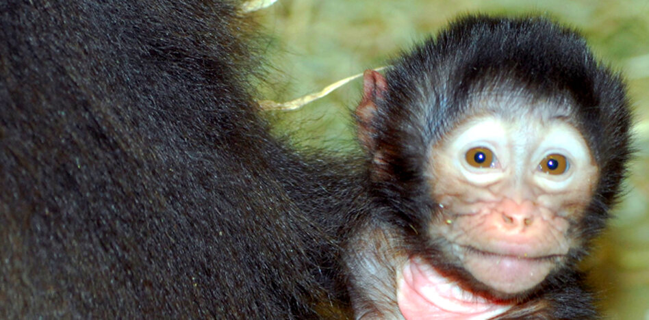 Freundliche Primaten leben länger PavianPersonalityCheck taz.de