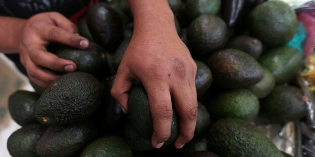 Hände greifen Avocados Hände greifen Avocados