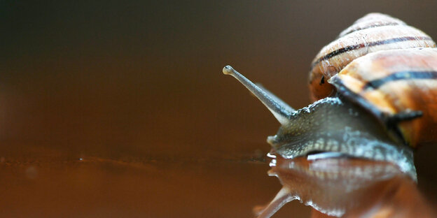 Schnecke mit Haus Schnecke mit Haus