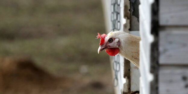 Ein Huhn schaut aus seinem Stall