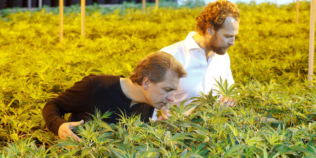 Zwei Männer stehen inmitten von Cannabispflanzen, einer schnüffelt an den Blüten Zwei Männer stehen inmitten von Cannabispflanzen, einer schnüffelt an den Blüten