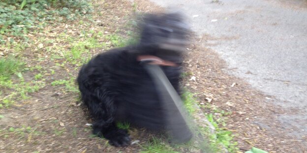 Ein Hund Ein Hund