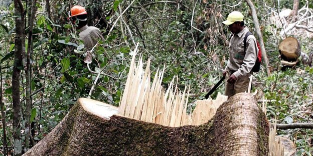 Zwei Arbeiter mit einem gefällten Baum