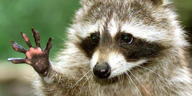 Ein Waschbär streckt seine rechte Hand aus