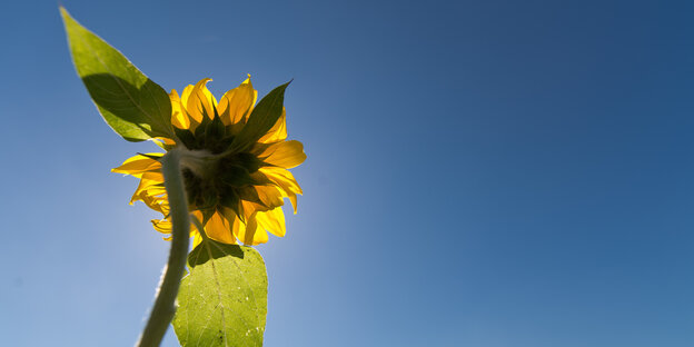 Eine Sonnenblume vor blauem Himmel Eine Sonnenblume vor blauem Himmel