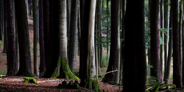 Laubbäume in einem Wald im Spessart