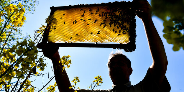 Imker betrachtet Wabe mit Bienen Imker betrachtet Wabe mit Bienen