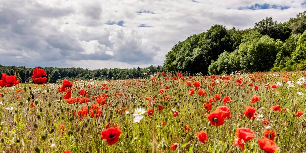 Eine Wiese mit Mohnblumen