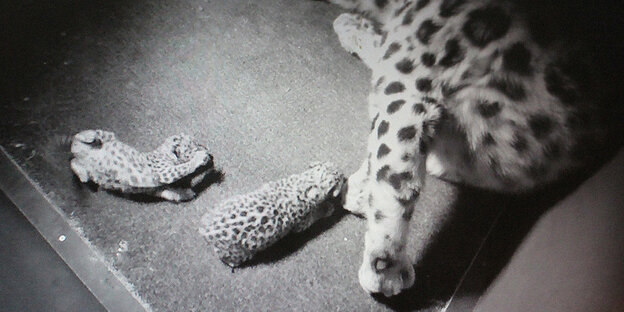 Armurleopardin mit zwei Jungtieren Armurleopardin mit zwei Jungtieren