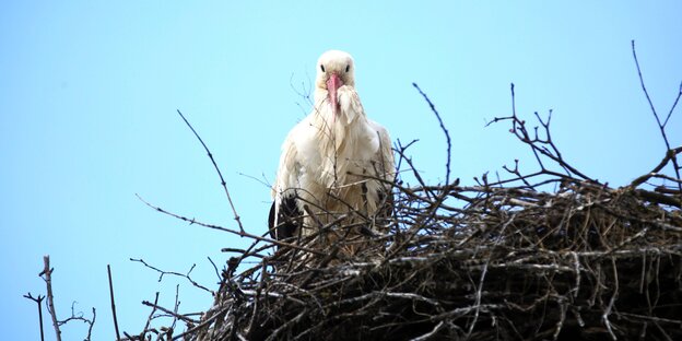 Storch im Nest Storch im Nest