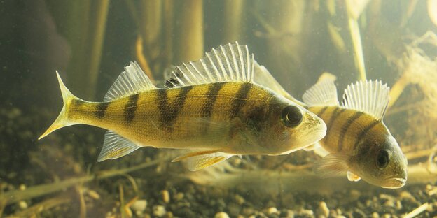 Flussbarsche (Perca fluviatilis) Flussbarsche (Perca fluviatilis)