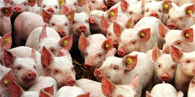 Viele Schweine auf engem Raum Viele Schweine auf engem Raum