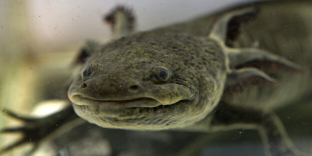 Porträt Salamander-Axolotl Porträt Salamander-Axolotl