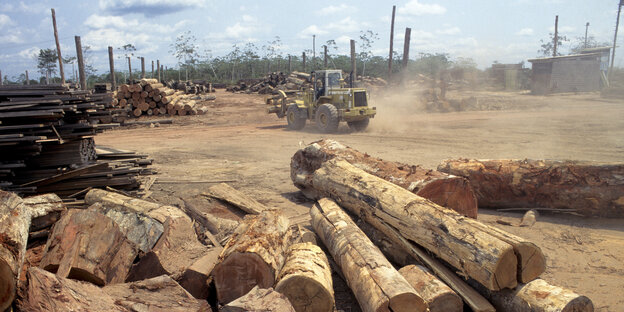 Gefällte Holzstämme liegen in einem Abbaugebiet Gefällte Holzstämme liegen in einem Abbaugebiet