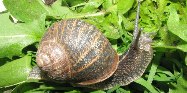 eine Schnecke kriecht über grüne Blätter