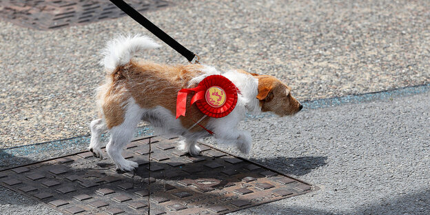 Ein kleiner Hund an einer Leine trägt die rot-gelbe Wahplakette der Labour-Party Ein kleiner Hund an einer Leine trägt die rot-gelbe Wahplakette der Labour-Party