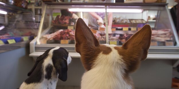 Zwei Hunde vor einem Verkaufsthresen mit Tierfutter Zwei Hunde vor einem Verkaufsthresen mit Tierfutter