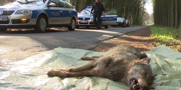 überfahrener toter Wolf auf einer Plastikplane neben dem Straßenrand. Polizeiautos stehen auf der Straße überfahrener toter Wolf auf einer Plastikplane neben dem Straßenrand. Polizeiautos stehen auf der Straße