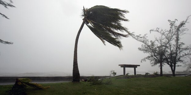 eine vom Sturm gebeugte Palme auf einem Uferstreifen eine vom Sturm gebeugte Palme auf einem Uferstreifen