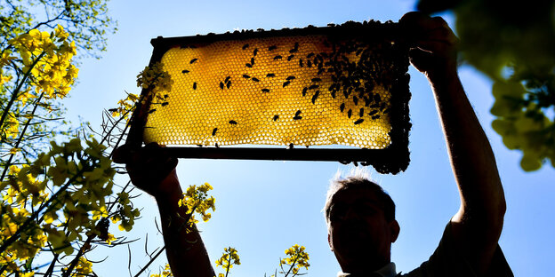 Mensch hebt Bienenwabe in die Sonne