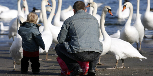 Ein kleines Kind und sein Vater gucken Schwäne an Ein kleines Kind und sein Vater gucken Schwäne an