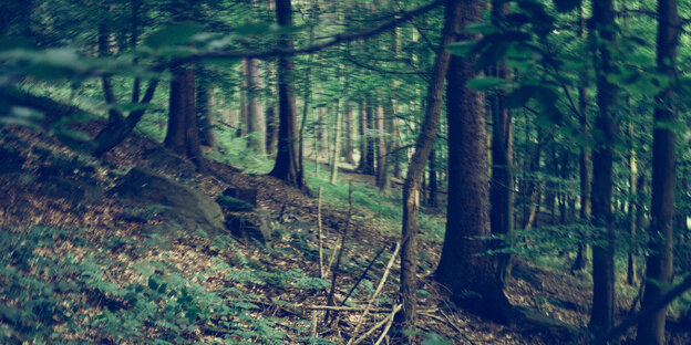 Ein Waldstück Ein Waldstück