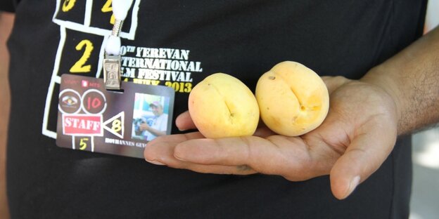 ein Mitarbeiter des Filmfestivalteams in Jerewan hält zwei Aprikosen in der Hand ein Mitarbeiter des Filmfestivalteams in Jerewan hält zwei Aprikosen in der Hand