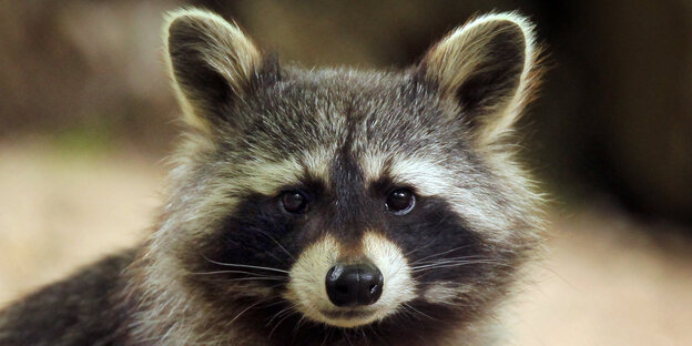 Waschbär Waschbär