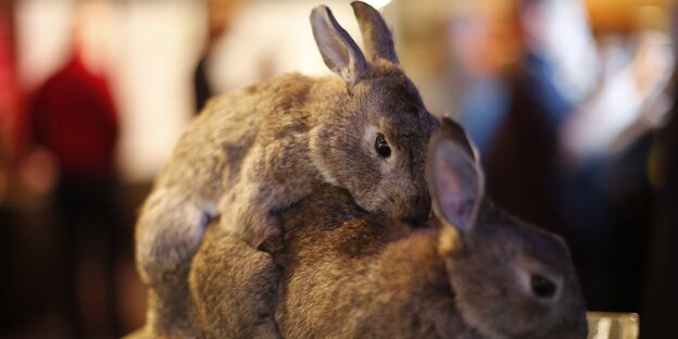 Kaninchen beim Sex Kaninchen beim Sex