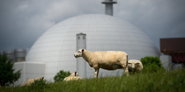 Ein Schaf steht vor einem Atomreaktor Ein Schaf steht vor einem Atomreaktor