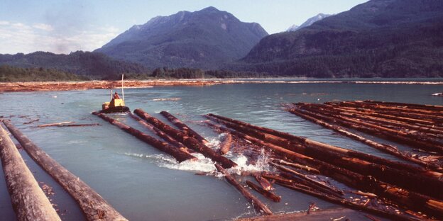 Holzstämme im Wasser Holzstämme im Wasser
