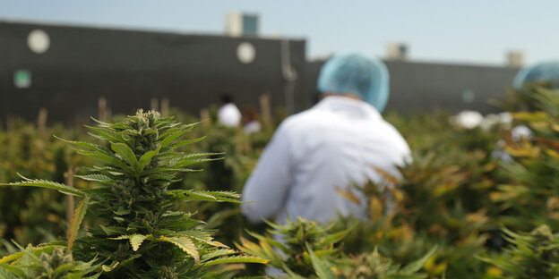 Ein Mensch steht zwischen Cannabis-Pflanzen Ein Mensch steht zwischen Cannabis-Pflanzen