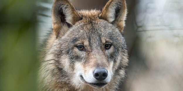 Ein Wolf Ein Wolf