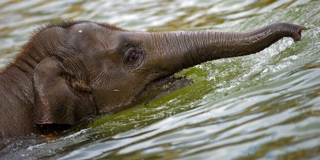 Ein Elefant schwimmt im Wasser Ein Elefant schwimmt im Wasser