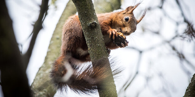 Ein Eichhörnchen sitzt im Baum